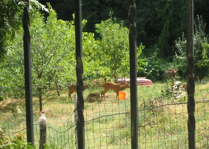 Ana Frühstückspension